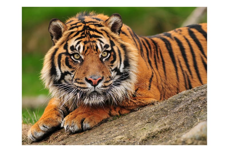 FOTOTAPET Sumatra Tiger 300x231 - Artgeist sp. z o. o. - Inredning & dekor - Väggdekor - Tapeter & tapettillbehör - Fototapeter