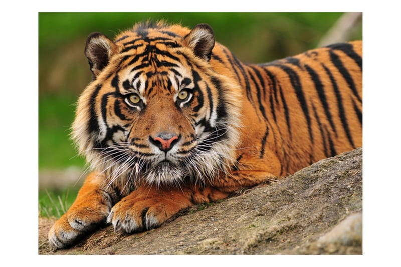FOTOTAPET Sumatra Tiger 350x270, Artgeist sp. z o. o.