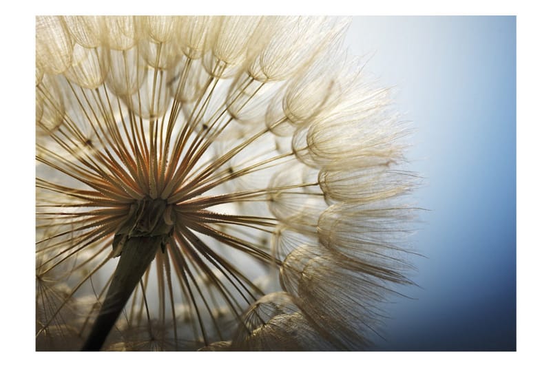 FOTOTAPET Summer Delight 250x175 - Artgeist sp. z o. o. - Inredning & dekor - Väggdekor - Tapeter & tapettillbehör - Fototapeter