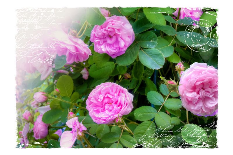 FOTOTAPET Summer Garden 150x105 - Artgeist sp. z o. o. - Inredning & dekor - Väggdekor - Tapeter & tapettillbehör - Fototapeter