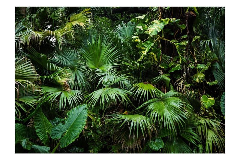 Fototapet Sunny Jungle 200x140, Artgeist sp. z o. o.