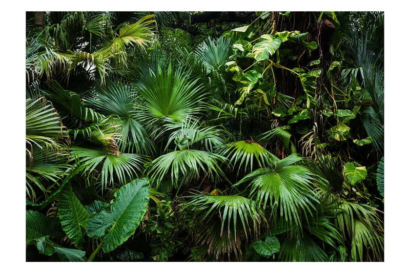 FOTOTAPET Sunny Jungle 350x245 - Artgeist sp. z o. o. - Inredning & dekor - Väggdekor - Tapeter & tapettillbehör - Fototapeter