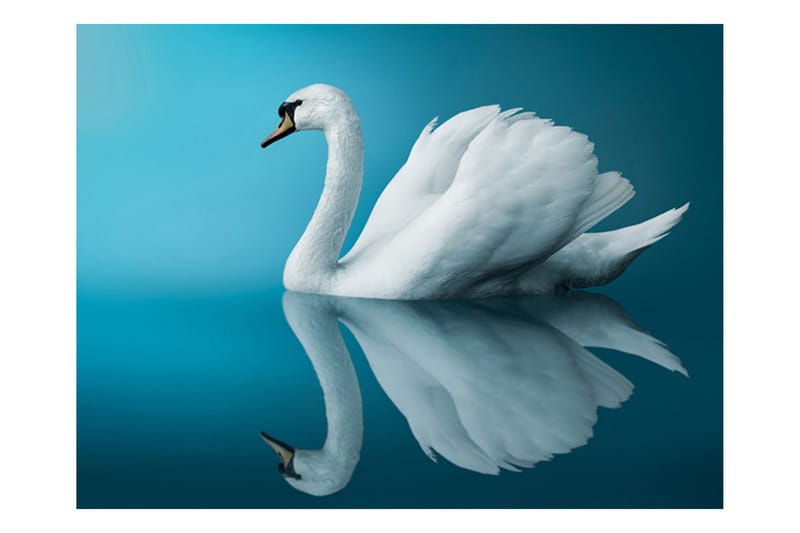FOTOTAPET Svan Reflektion 350x270 - Artgeist sp. z o. o. - Inredning & dekor - Väggdekor - Tapeter & tapettillbehör - Fototapeter