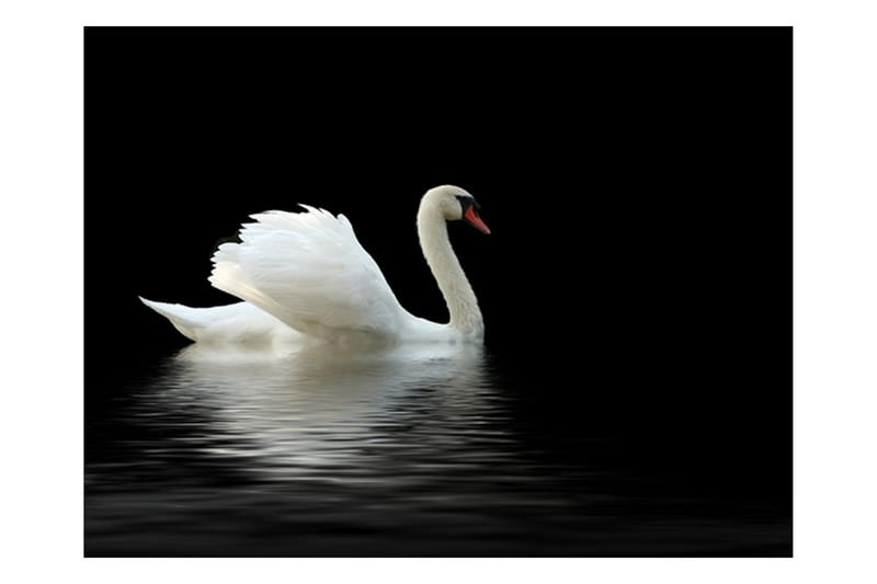 Fototapet Svan Svart Och Vitt 350x270 - Artgeist sp. z o. o. - Inredning & dekor - Väggdekor - Tapeter & tapettillbehör - Fototapeter