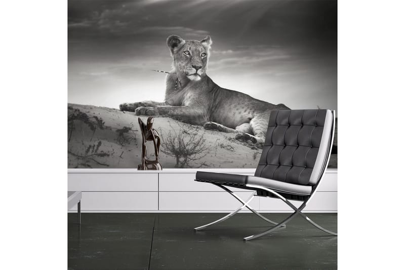 Fototapet Svart Och Vitt Lejoninna 250x193, Artgeist sp. z o. o.