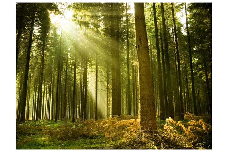 FOTOTAPET Tallskog 350x270, Artgeist sp. z o. o.