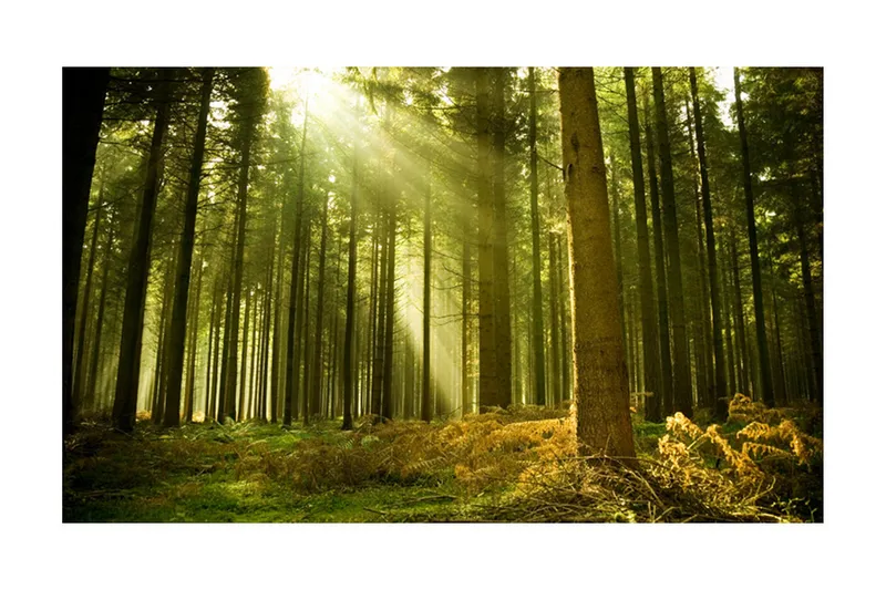 Fototapet Tallskog 450x270, Artgeist sp. z o. o.