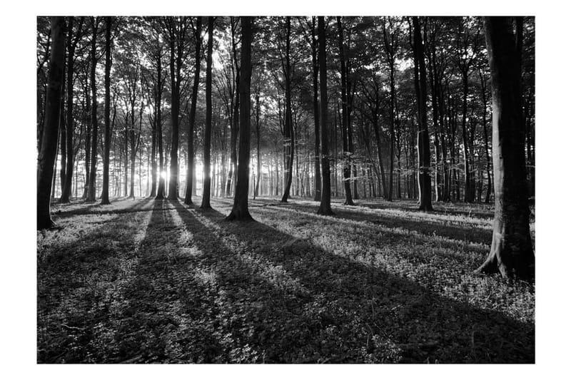 Fototapet The Light In The Forest 150x105 - Artgeist sp. z o. o. - Inredning & dekor - Väggdekor - Tapeter & tapettillbehör - Fototapeter