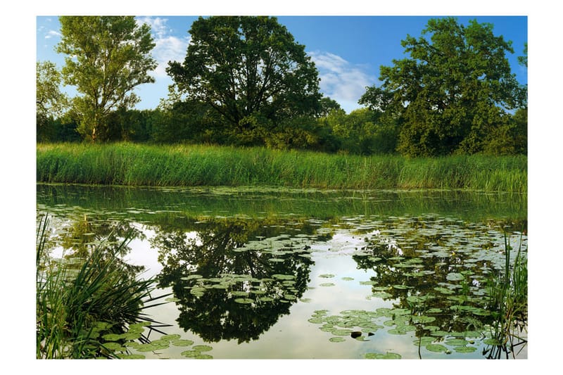 FOTOTAPET The Magic Pond 350x245 - Artgeist sp. z o. o. - Inredning & dekor - Väggdekor - Tapeter & tapettillbehör - Fototapeter