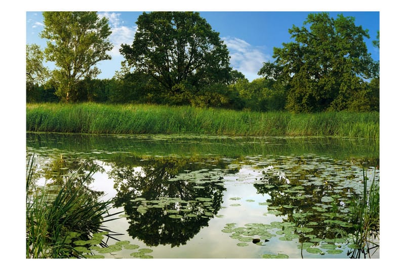 FOTOTAPET The Magic Pond 150x105 - Artgeist sp. z o. o. - Inredning & dekor - Väggdekor - Tapeter & tapettillbehör - Fototapeter