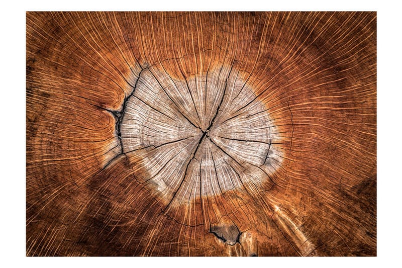 FOTOTAPET The Soul Of A Tree 100x70 - Artgeist sp. z o. o. - Inredning & dekor - Väggdekor - Tapeter & tapettillbehör - Fototapeter
