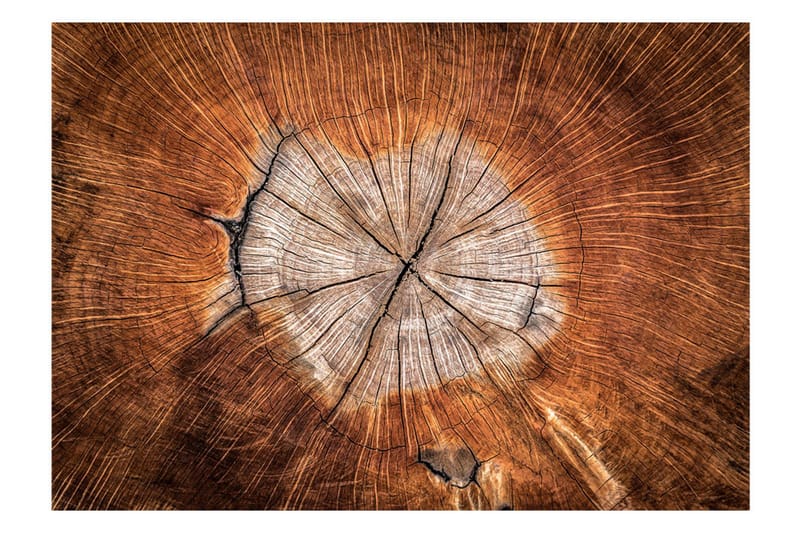 Fototapet The Soul Of A Tree 350x245 - Artgeist sp. z o. o. - Inredning & dekor - Väggdekor - Tapeter & tapettillbehör - Fototapeter
