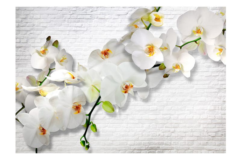 FOTOTAPET The Urban Orchid 250x175 - Artgeist sp. z o. o. - Inredning & dekor - Väggdekor - Tapeter & tapettillbehör - Fototapeter