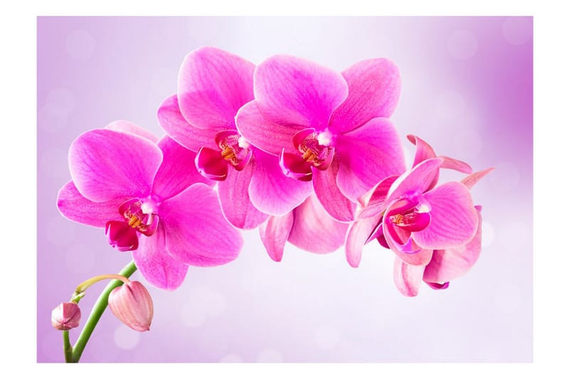 FOTOTAPET Thoughtfulness 200x140 - Artgeist sp. z o. o. - Inredning & dekor - Väggdekor - Tapeter & tapettillbehör - Fototapeter