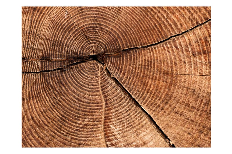Fototapet Trädstam Tvärsnitt 300x231 - Artgeist sp. z o. o. - Inredning & dekor - Väggdekor - Tapeter & tapettillbehör - Fototapeter