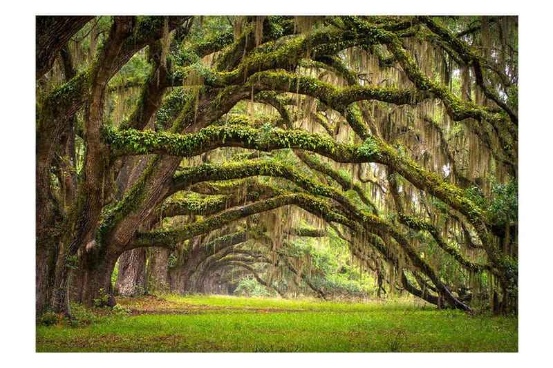 FOTOTAPET Tree Embrace 300x210, Artgeist sp. z o. o.