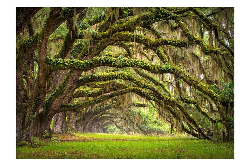 FOTOTAPET Tree Embrace 300x210, Artgeist sp. z o. o.