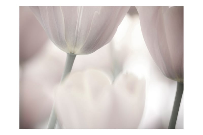 Fototapet Tulips Fine Art Black And White 200x154 - Artgeist sp. z o. o. - Inredning & dekor - Väggdekor - Tapeter & tapettillbehör - Fototapeter