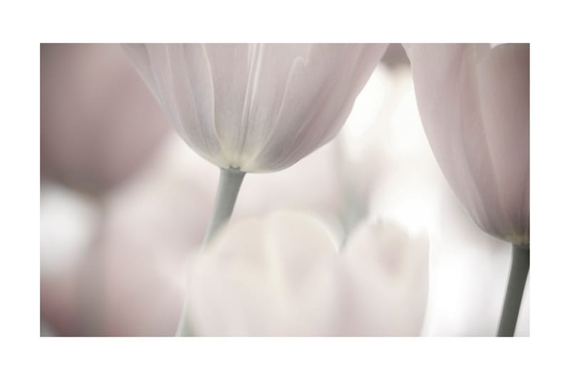 Fototapet Tulips Fine Art Black And White 450x270 - Artgeist sp. z o. o. - Inredning & dekor - Väggdekor - Tapeter & tapettillbehör - Fototapeter