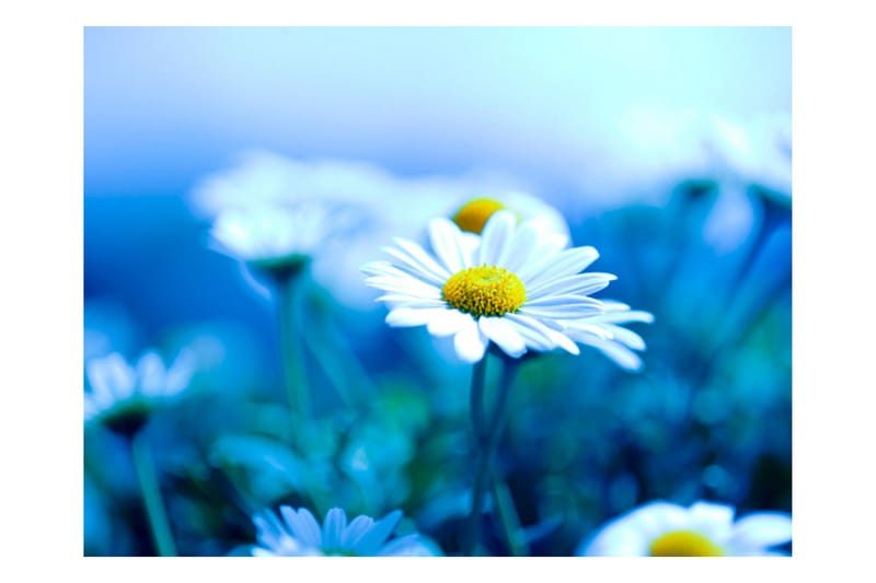 Fototapet Tusensköna På En Blå Äng 250x193 - Artgeist sp. z o. o. - Inredning & dekor - Väggdekor - Tapeter & tapettillbehör - Fototapeter