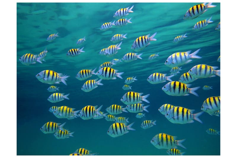 Fototapet Undervattenslandskap Karibien 250x193, Artgeist sp. z o. o.