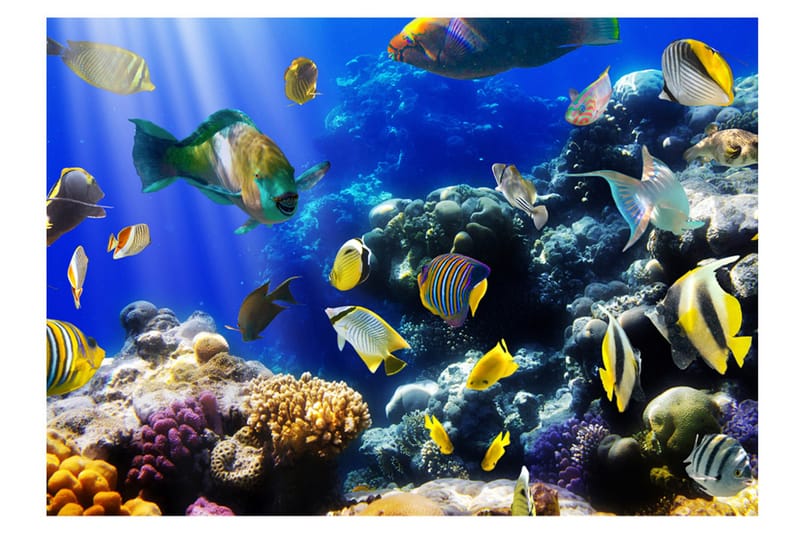 Fototapet Underwater Adventure 350x245 - Artgeist sp. z o. o. - Inredning & dekor - Väggdekor - Tapeter & tapettillbehör - Fototapeter