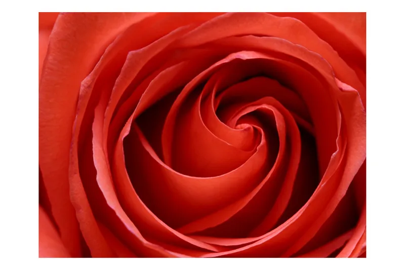 Fototapet Uppvaknande Ros 300x231 - Artgeist sp. z o. o. - Inredning & dekor - Väggdekor - Tapeter & tapettillbehör - Fototapeter