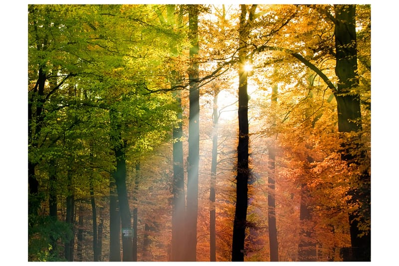 Fototapet Vacker Höst 300x231, Artgeist sp. z o. o.