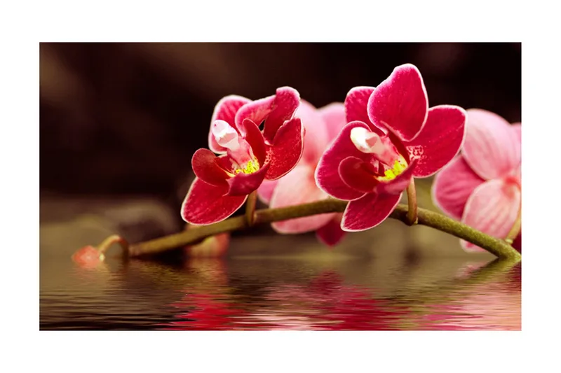Fototapet Vacker Orkidé Blommor På Vattnet 450x270 - Artgeist sp. z o. o. - Inredning & dekor - Väggdekor - Tapeter & tapettillbehör - Fototapeter