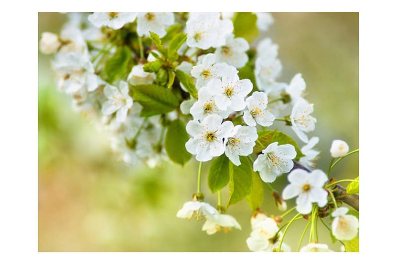 Fototapet Vackra Känsliga Körsbär Blommar 250x193 - Artgeist sp. z o. o. - Inredning & dekor - Väggdekor - Tapeter & tapettillbehör - Fototapeter