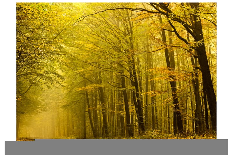 Fototapet Väg Höst Skogen 400x309, Artgeist sp. z o. o.