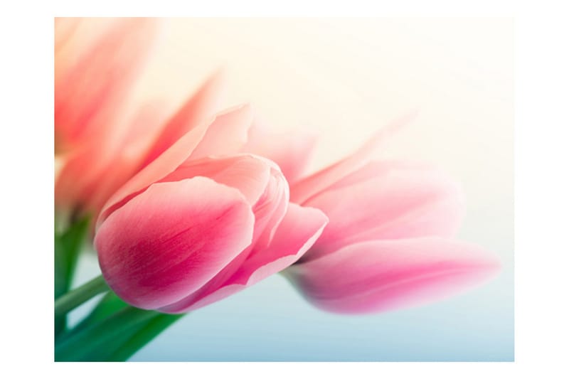 Fototapet Vår Och Tulpaner 300x231 - Artgeist sp. z o. o. - Inredning & dekor - Väggdekor - Tapeter & tapettillbehör - Fototapeter