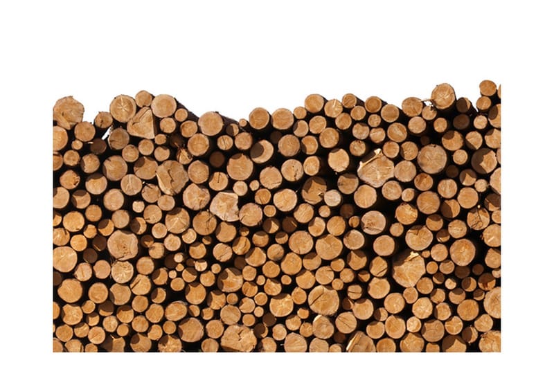 FOTOTAPET Vedtrave 350x270, Artgeist sp. z o. o.