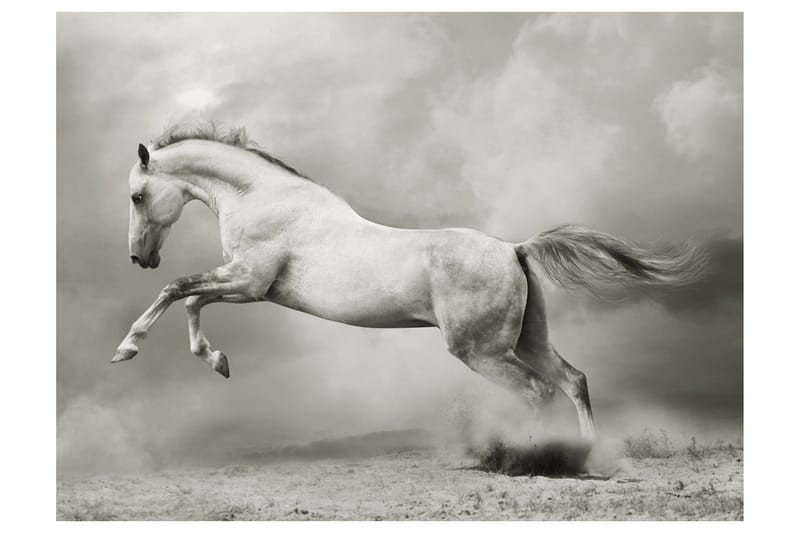 Fototapet Vild Hingst 300x231, Artgeist sp. z o. o.