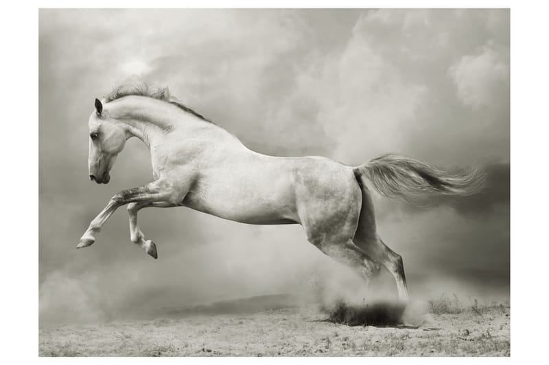 FOTOTAPET Vild Hingst 400x309, Artgeist sp. z o. o.