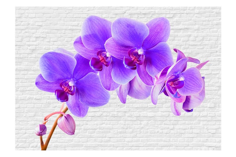 Fototapet Violet Excitation 250x175 - Artgeist sp. z o. o. - Inredning & dekor - Väggdekor - Tapeter & tapettillbehör - Fototapeter