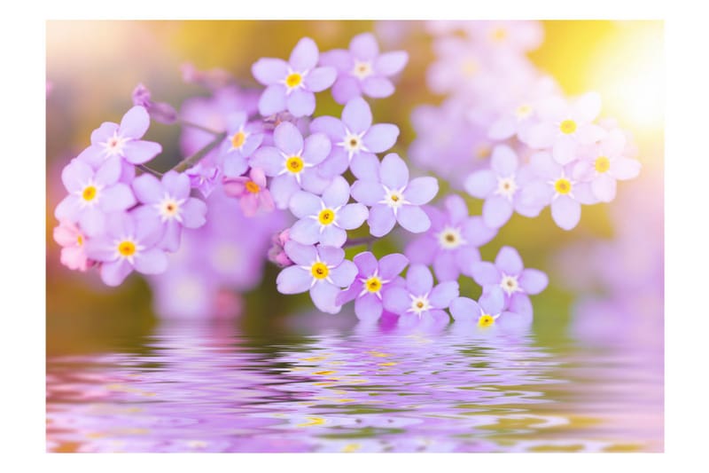 FOTOTAPET Violet Petals In Bloom 400x280 - Artgeist sp. z o. o. - Inredning & dekor - Väggdekor - Tapeter & tapettillbehör - Fototapeter