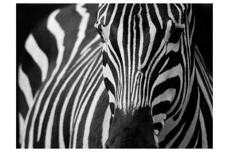 Fototapet Vit Med Svarta Ränder 400x309, Artgeist sp. z o. o.