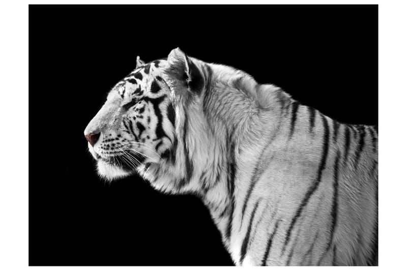 FOTOTAPET Vit Tiger 350x270 - Artgeist sp. z o. o. - Inredning & dekor - Väggdekor - Tapeter & tapettillbehör - Fototapeter
