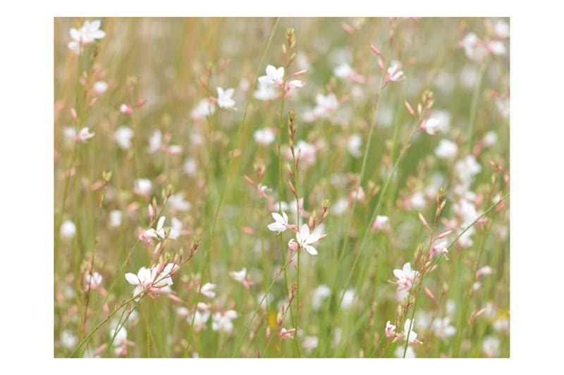 FOTOTAPET Vita Känsliga Blommor 250x193 - Artgeist sp. z o. o. - Inredning & dekor - Väggdekor - Tapeter & tapettillbehör - Fototapeter