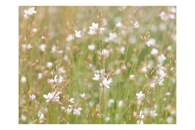 Fototapet Vita Känsliga Blommor 400x309 - Artgeist sp. z o. o. - Inredning & dekor - Väggdekor - Tapeter & tapettillbehör - Fototapeter