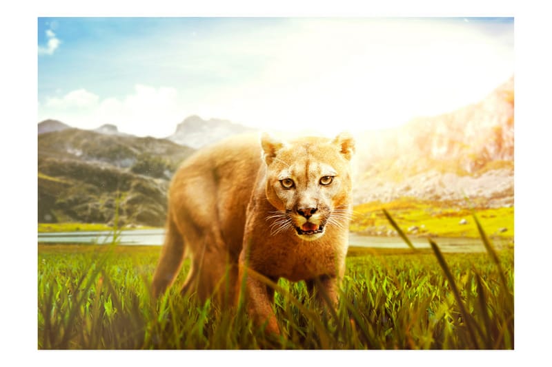 FOTOTAPET Watch Out! 400x280 - Artgeist sp. z o. o. - Inredning & dekor - Väggdekor - Tapeter & tapettillbehör - Fototapeter