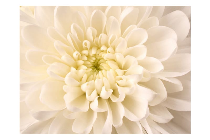 FOTOTAPET White Dahlia 250x193 - Artgeist sp. z o. o. - Inredning & dekor - Väggdekor - Tapeter & tapettillbehör - Fototapeter