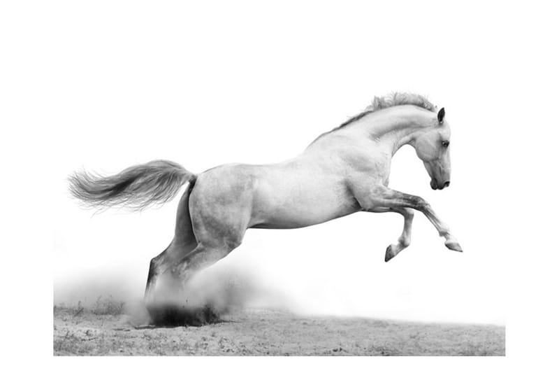 Fototapet White Gallop 350x270 - Artgeist sp. z o. o. - Inredning & dekor - Väggdekor - Tapeter & tapettillbehör - Fototapeter