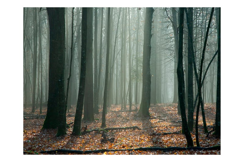 Fototapet Witches' Forest 300x231, Artgeist sp. z o. o.