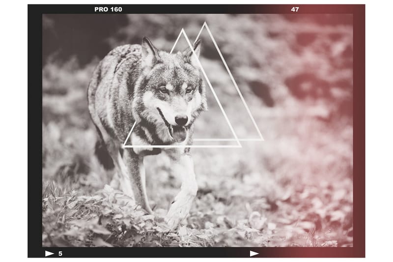 Fototapet Wolf Photo 400x309 - Artgeist sp. z o. o. - Inredning & dekor - Väggdekor - Tapeter & tapettillbehör - Fototapeter