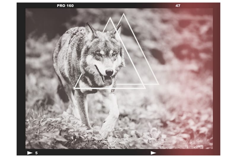 FOTOTAPET Wolf Photo 250x193 - Artgeist sp. z o. o. - Inredning & dekor - Väggdekor - Tapeter & tapettillbehör - Fototapeter