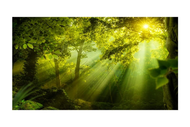 Fototapet XXL In A Secret Forest II 500x280 - Artgeist sp. z o. o. - Inredning & dekor - Väggdekor - Tapeter & tapettillbehör - Fototapeter