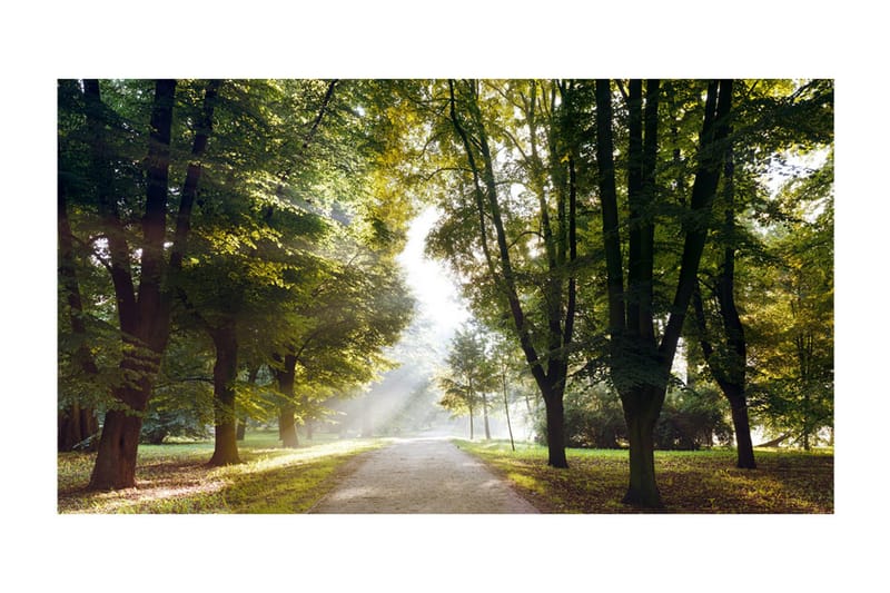 FOTOTAPET XXL Morning Walk II 600x280 - Artgeist sp. z o. o. - Inredning & dekor - Väggdekor - Tapeter & tapettillbehör - Fototapeter