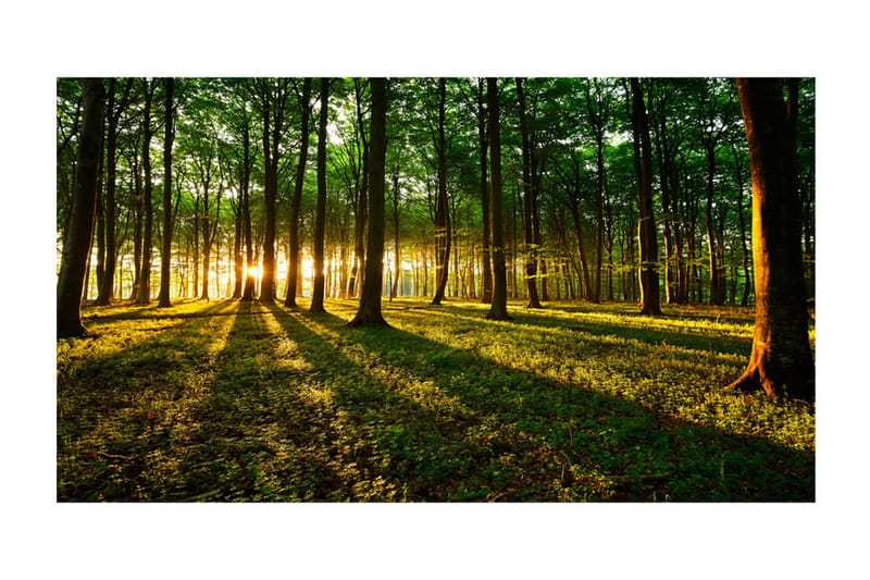 Fototapet XXL Mystical Morning II 500x280 - Artgeist sp. z o. o. - Inredning & dekor - Väggdekor - Tapeter & tapettillbehör - Fototapeter